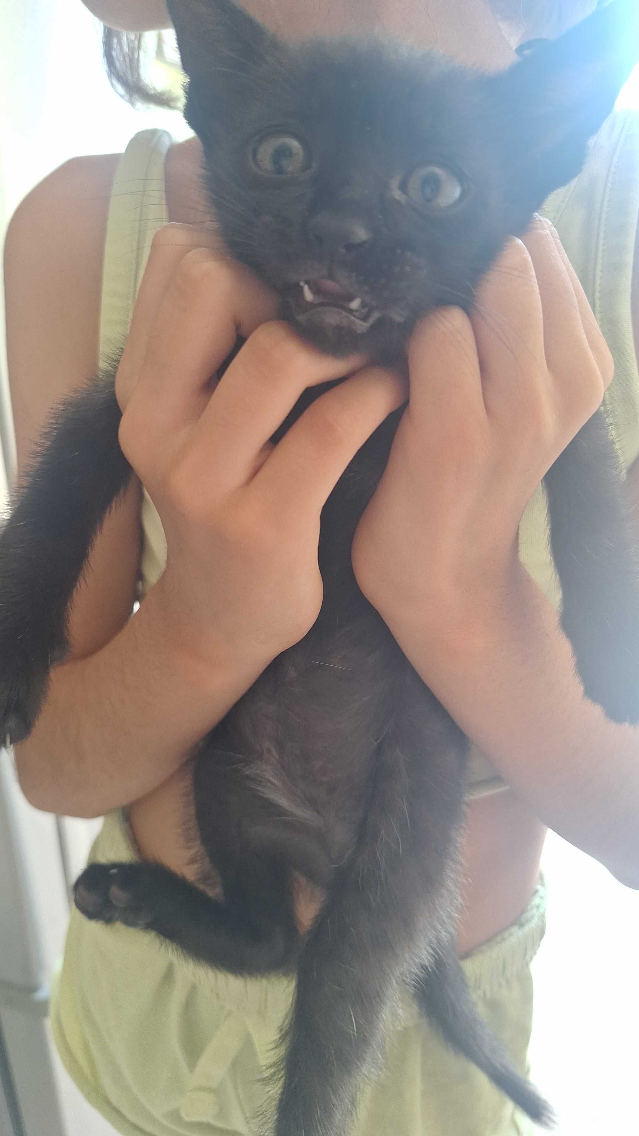 Gatinha para adopção