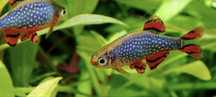 Razbora/danio galaxy zwana również perłową