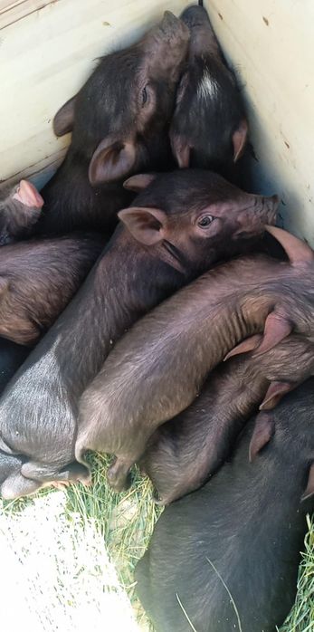 Продаю В'єтнамські поросята