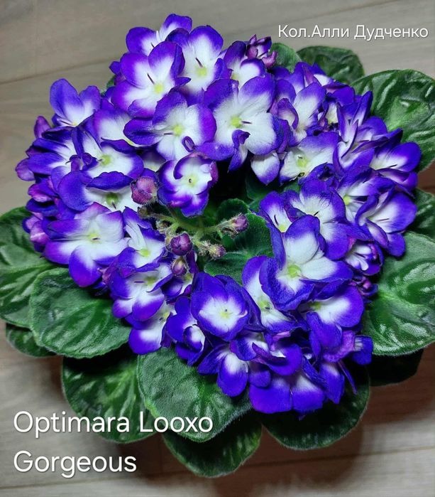 Квітучі Фіалочки, гіпераструм