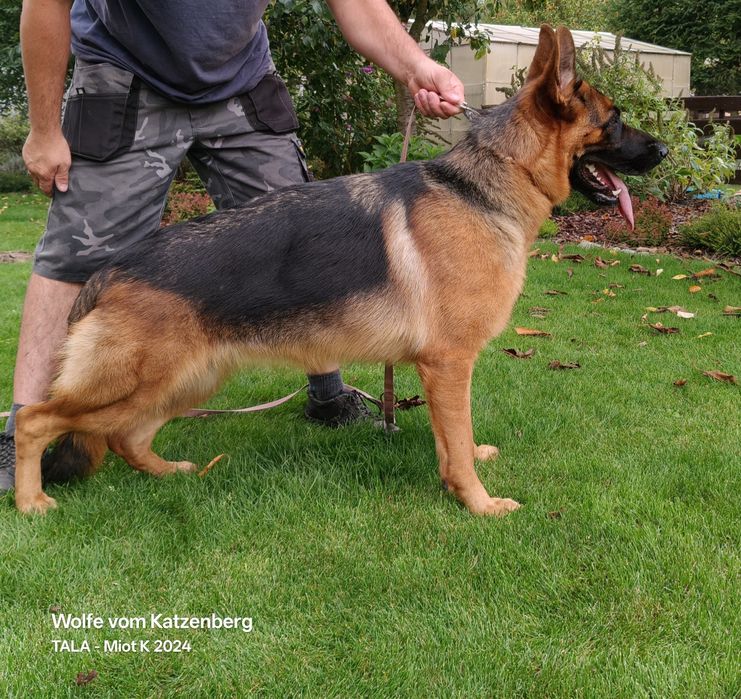 Owczarek niemiecki krótkowłosy SZCZENIAK - ojciec Mistrz Świata Junior