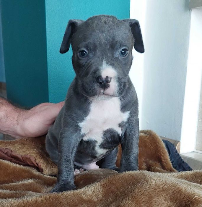 American Staffordshire Terrier Amstaff Blue szczeniak