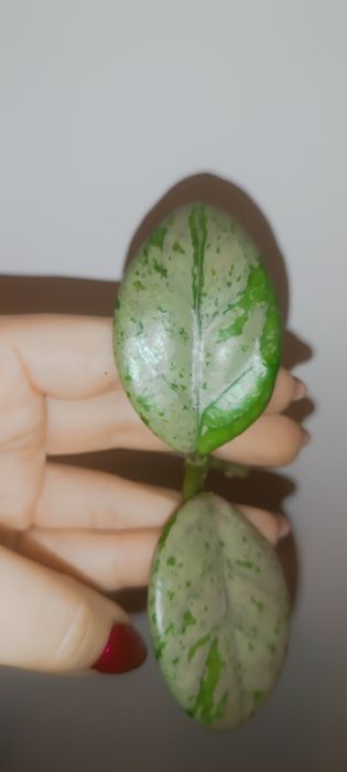 Hoya hoja Wilbur Graves