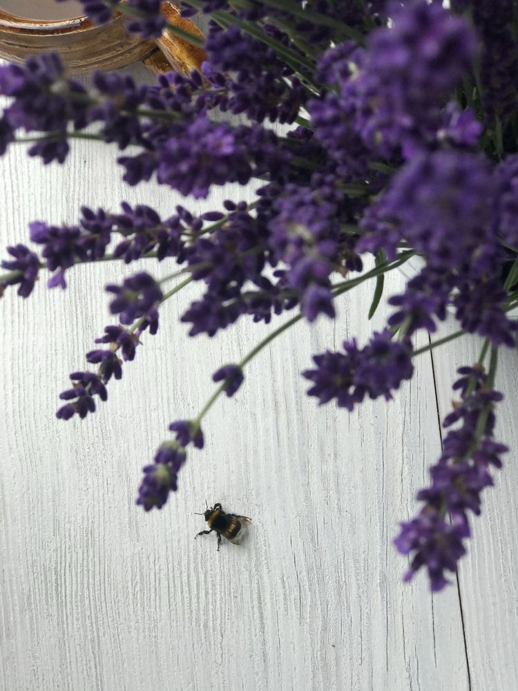 Świeże bukiety lawendowe Lawenda Hidcote 5szt.