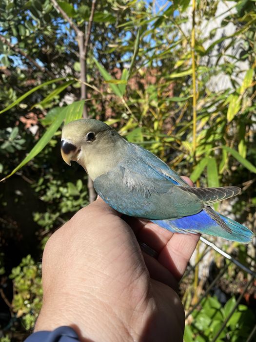 Agapornis domesticado promoção