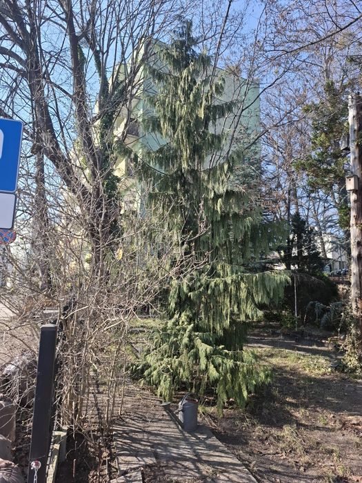 Do sprzedania duże drzewo Cyprysik nitkalski Pendula malownicza placzą