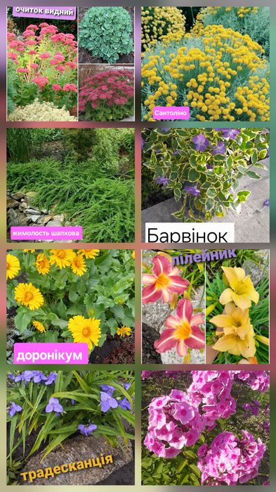 Все по 40-65 грн Великий вибір багаторічних рослин  Астильба  Іберіс