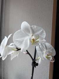 Орхідея біла