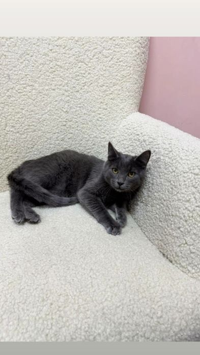 Отдам серого котенка породы русская голубая, 6 месяцев, мальчик
