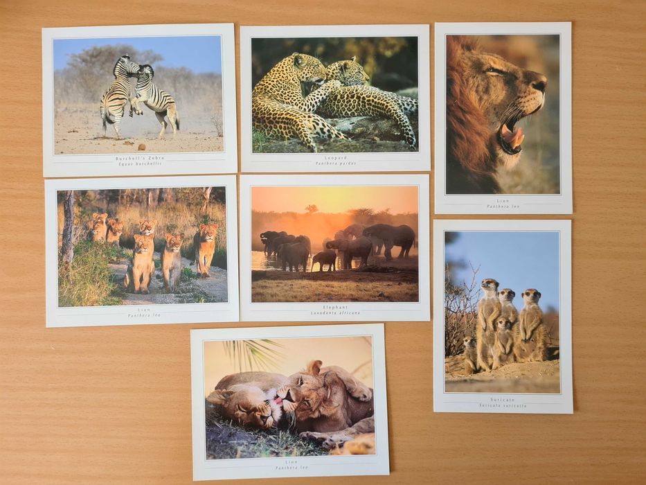 7 postais ilustrados de animais selvagens de África do Sul