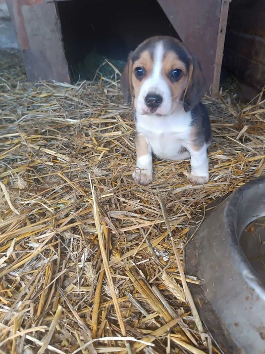 Szczenięta Beagle