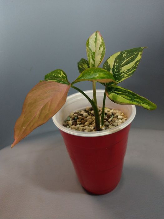 Syngonium Red Spot Tricolor