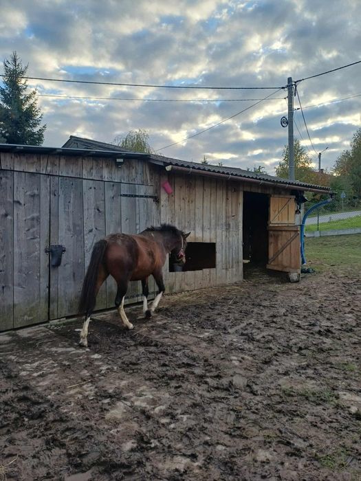 Sprzedam klacz huculską!