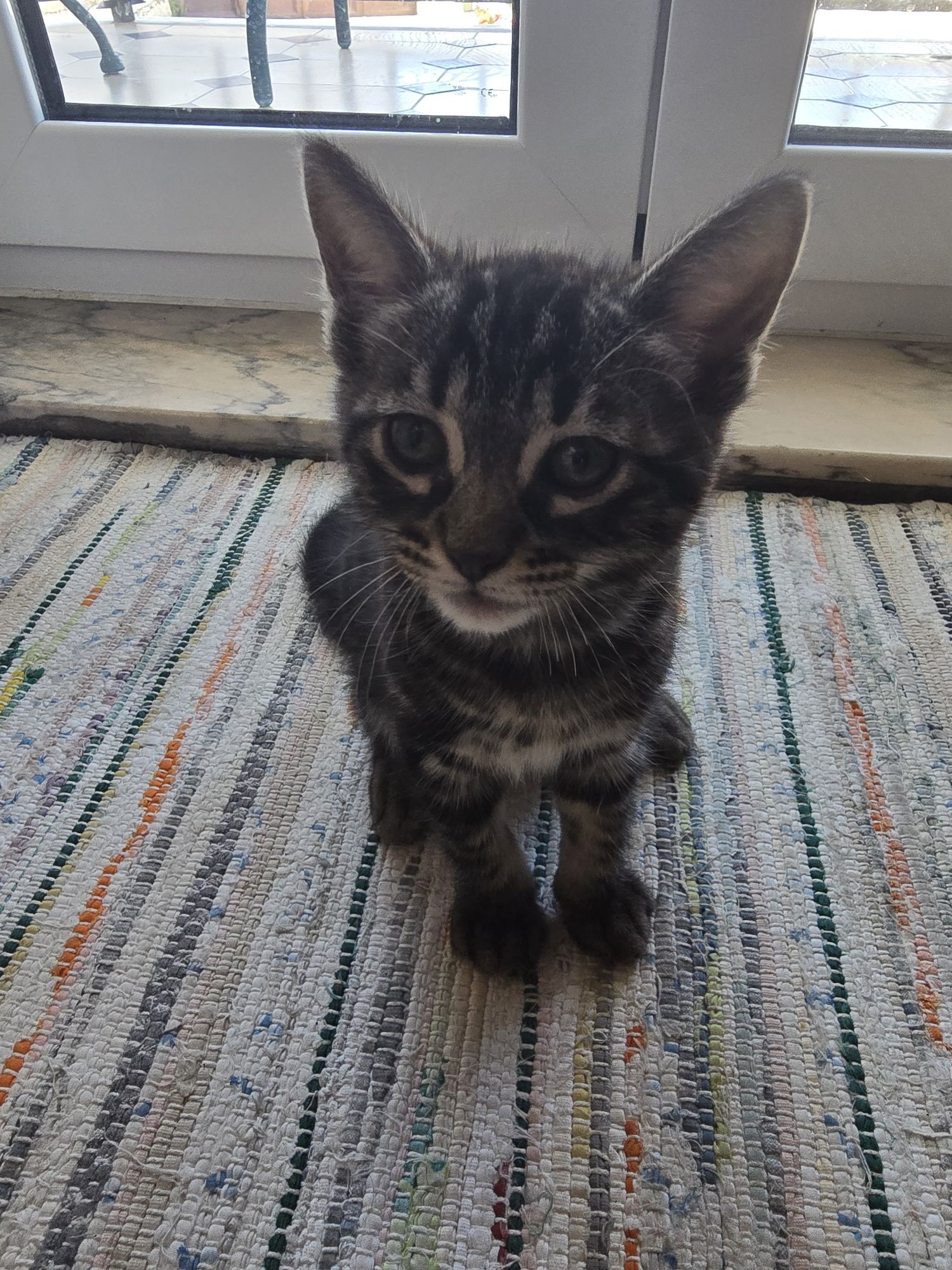 Gatinho 8 semanas