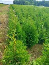 Thuja BRABANT 100 - 120cm  nie Smaragd