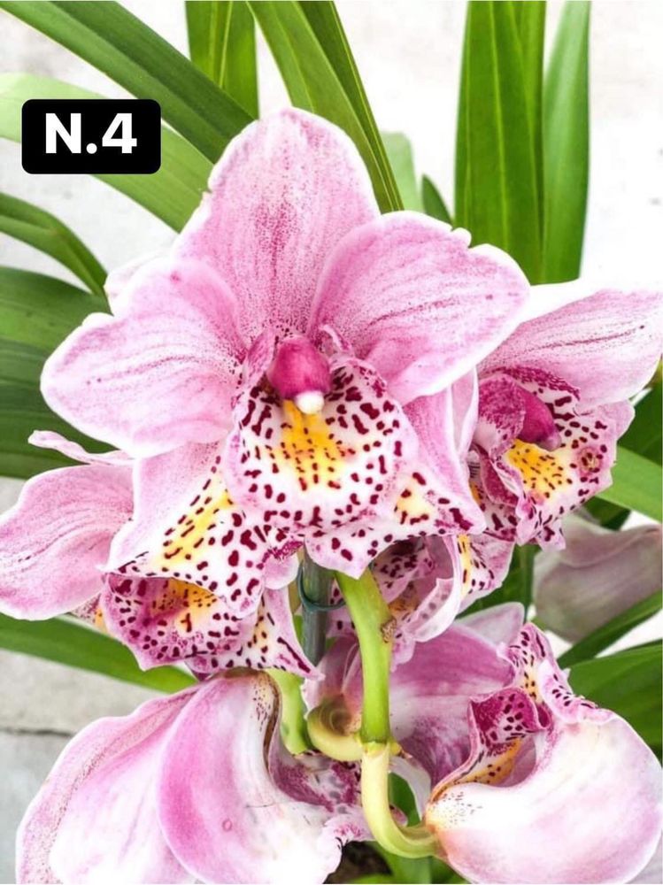 Orquídeas de coleção com 3 bolbos - mudas