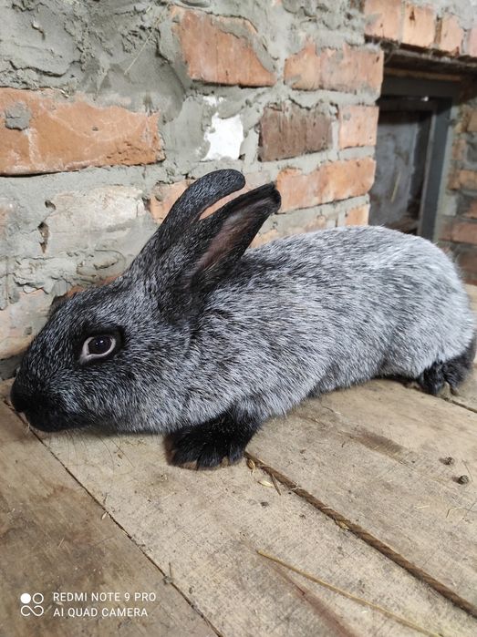 Кролі Кролики полтавське срібло