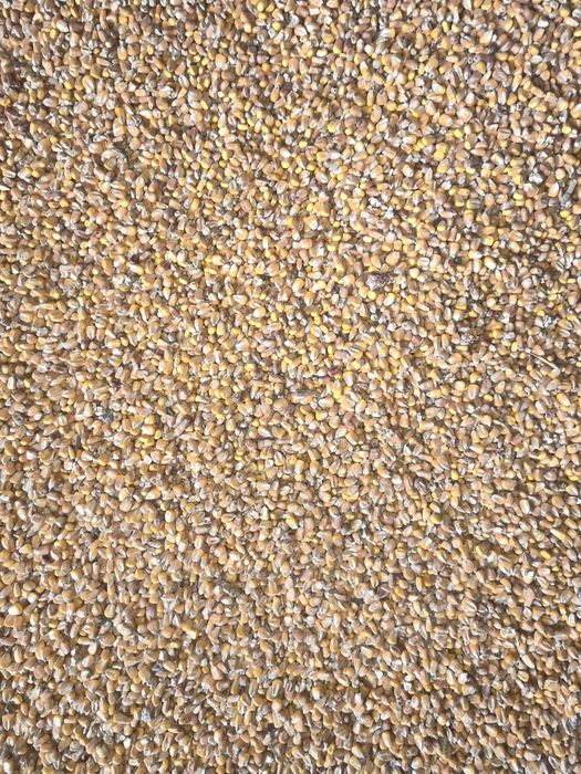 Продам кукурудзу