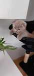Kot brytyjski ( Scottish fold) w kolorze liliowym