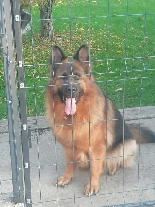 owczarek niemiecki suka