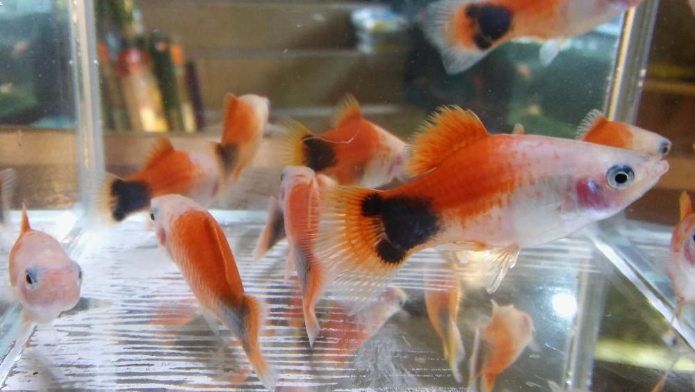 Platynka - Platka (Xiphophorus maculatus)