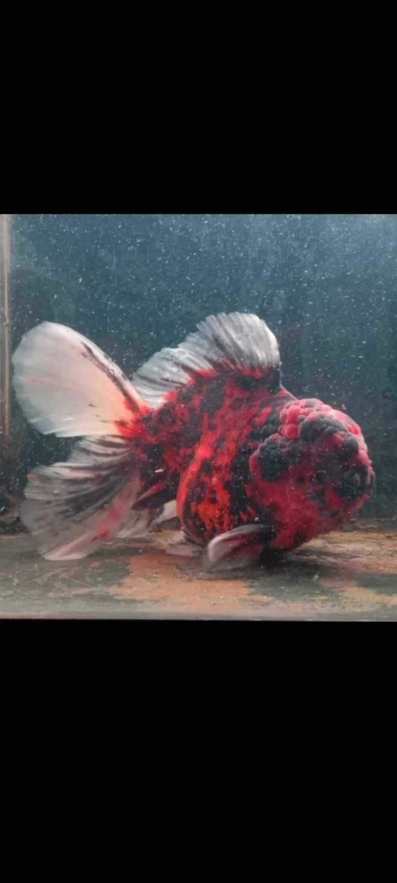 Welon , Oranda , ryukin, sakura ranchu