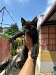 Gatinhos bebés para adopção