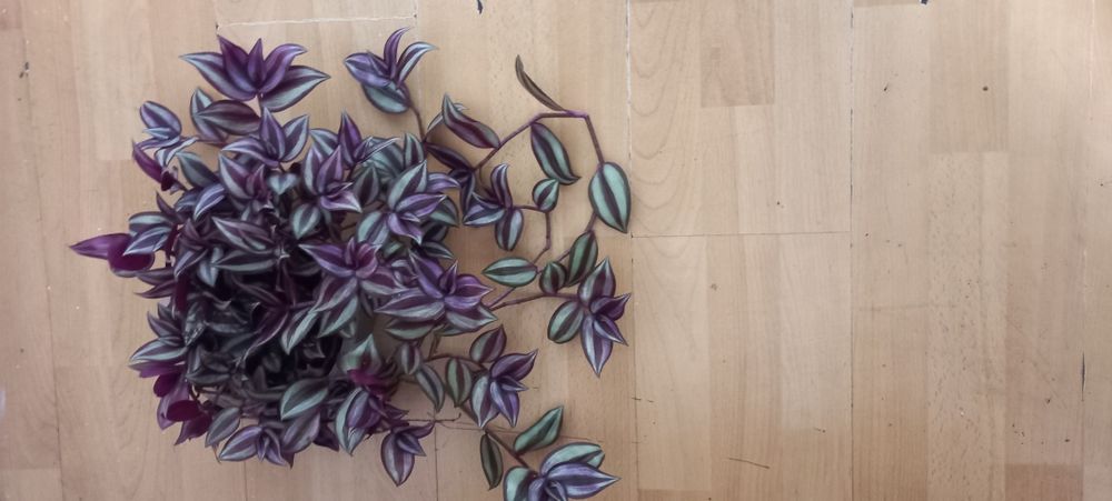 Trzykrotka fioletowo zielona