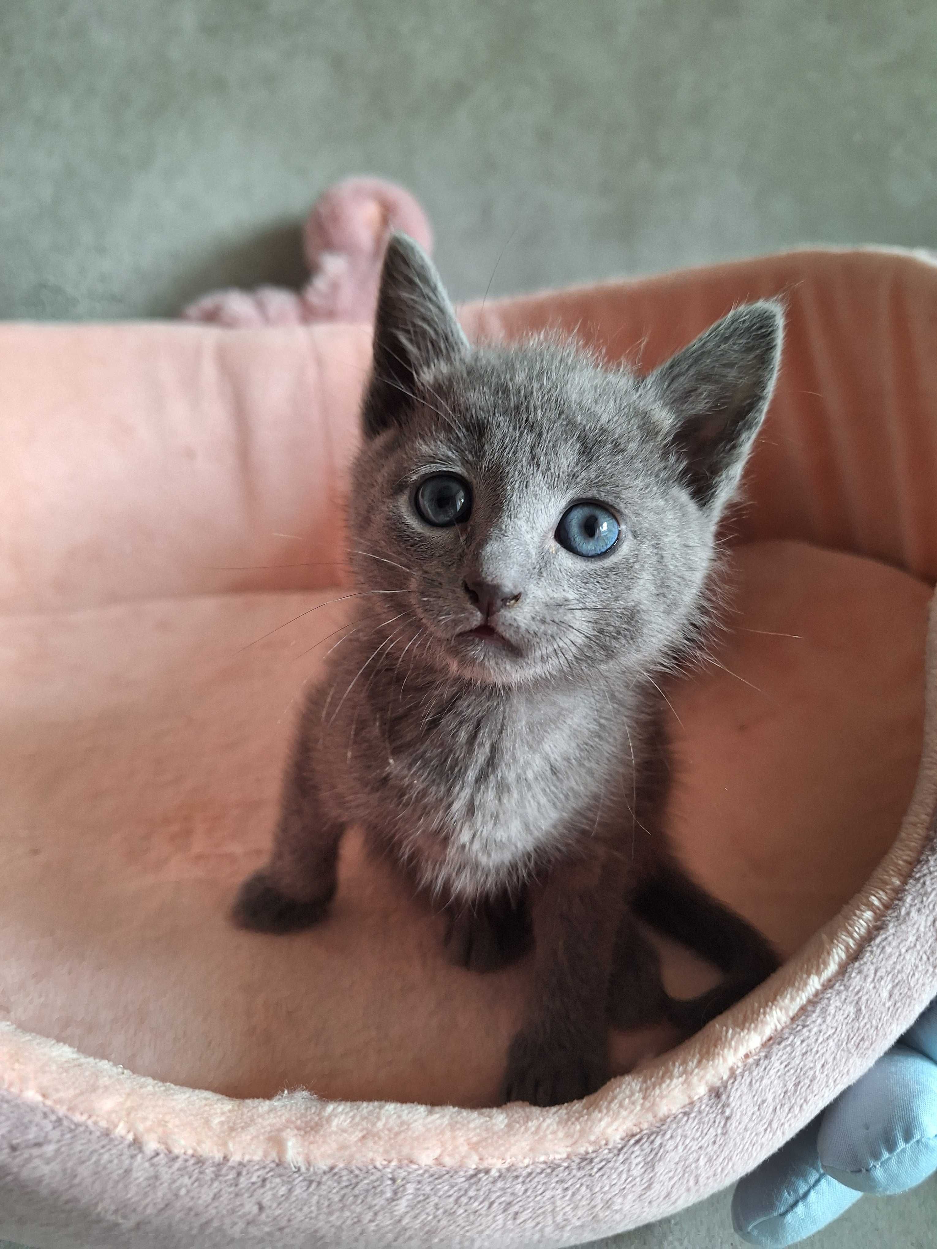 Элитные русские голубые котята
