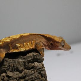 gekon orzesiony jaszczurka samica harlequin