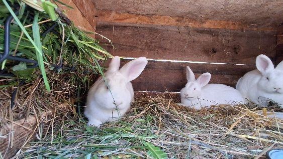 Królik nowozelandzki