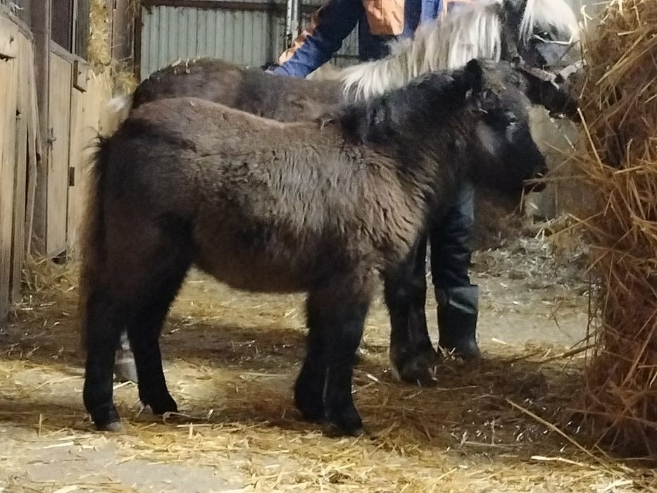 Sprzedam ogierka kucyka