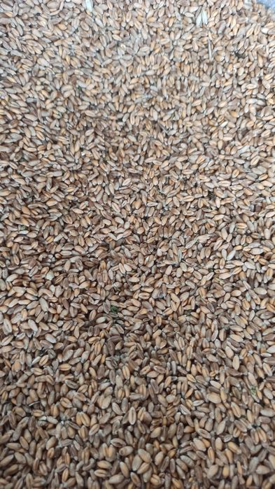 Pszenica w workach 50kg