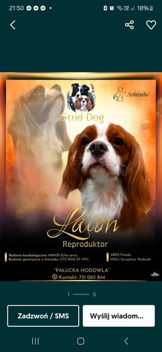 Cavalier Zapowiedź miotu