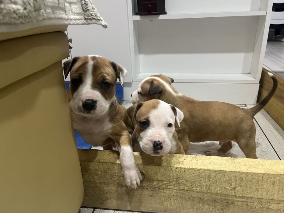 Цуценята амстаффа