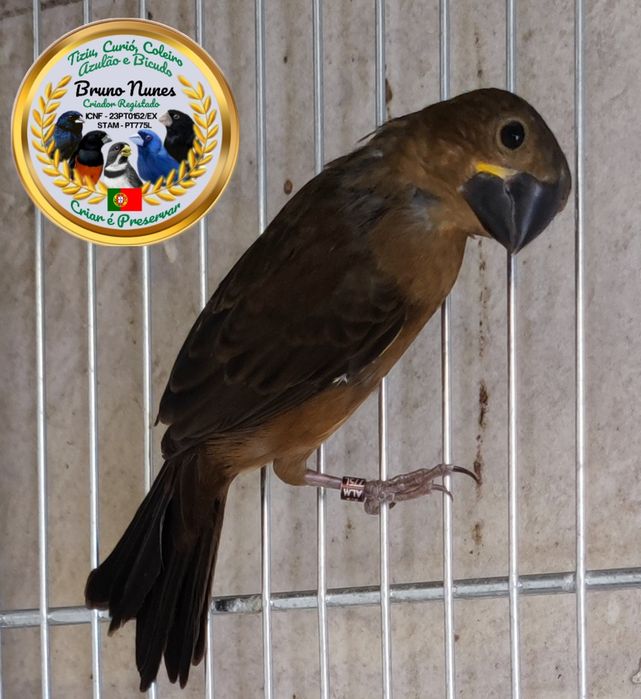 Bicudo (Oryzoborus maximiliani)