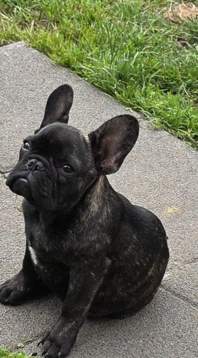 Szczeniak buldog frsncuski