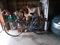 Rower Damka dwururka