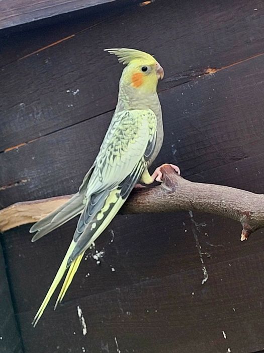 Papugi Nimfy młode oraz para