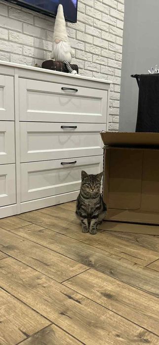 Kotki szukają dobrego domu