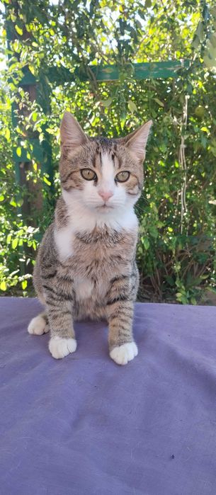 Котик шукає родину