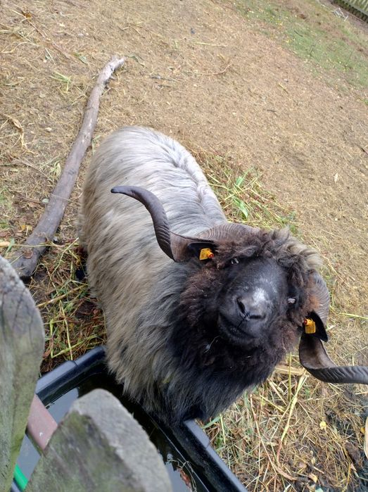 Sprzedam lub zamienię Tryk owca polska górska