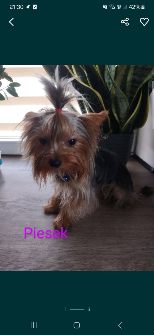 Piesek york merle z Rodowodem