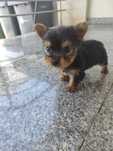 Yorkshire terrier