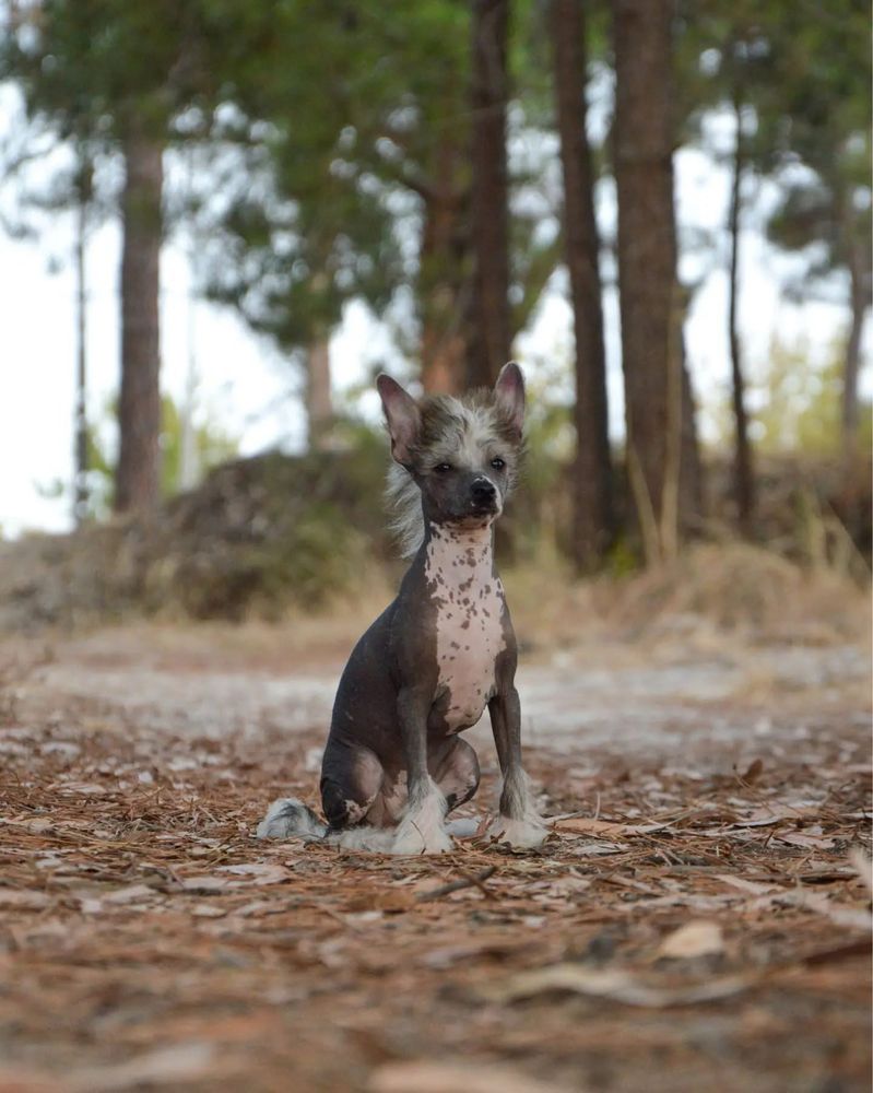 Lyborius Legacy - Chinese Crested Dog