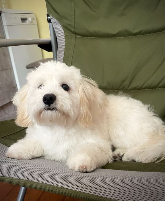 Мальтипу дівчинка