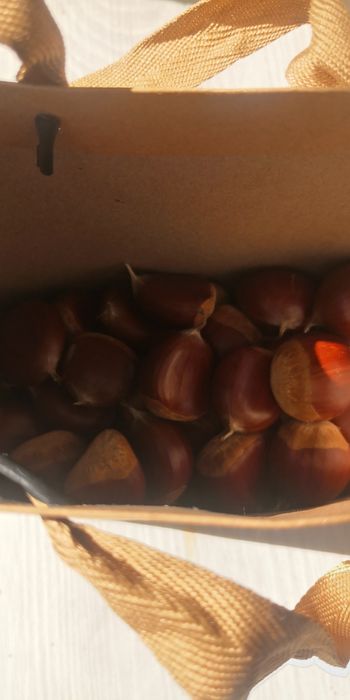 Castanhas produção 2025