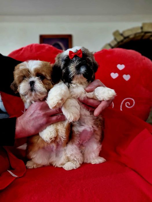 Shih tzu z rodowodem