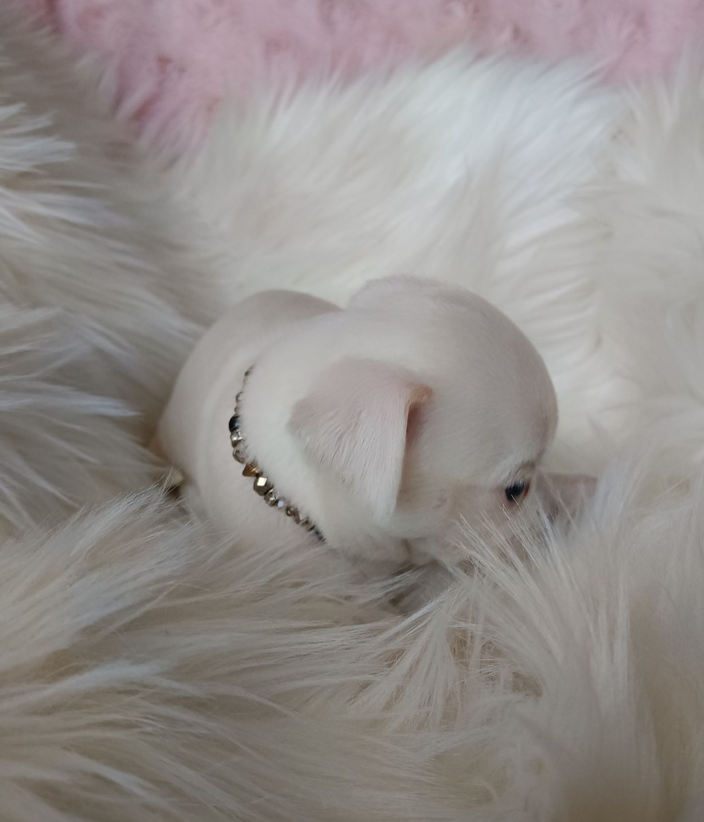 Chihuahua piesek