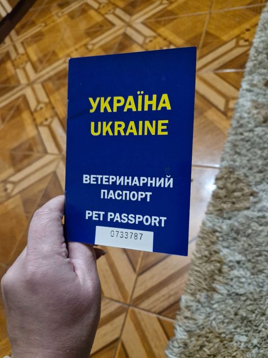 Продаю собаку породи англійський кокер спаніель. Вік 10 місяців.